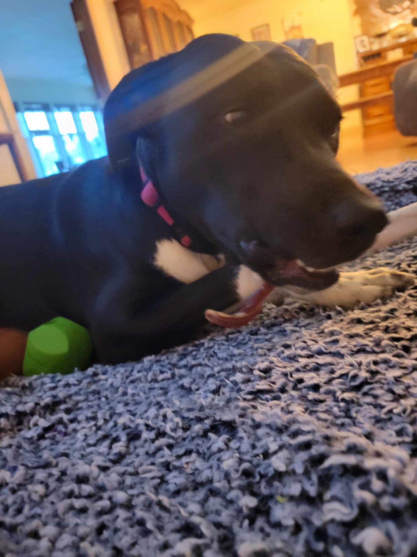Beef Pizzle Dog Chews