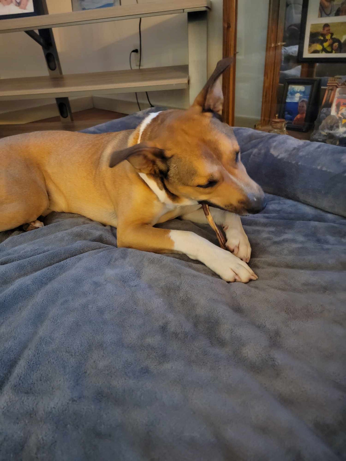 Beef Pizzle Dog Chews